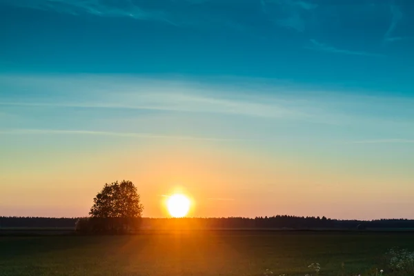 Por do sol e bétulas — Fotografia de Stock