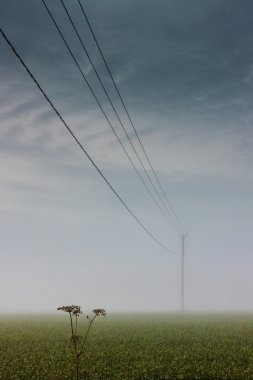 Telefon hattı altında inek maydanoz