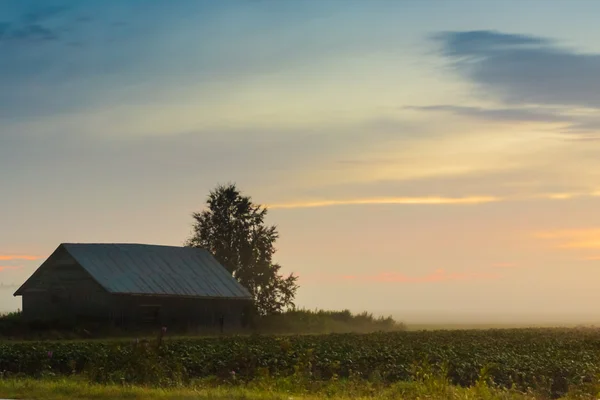 Misty Fields — Stockfoto