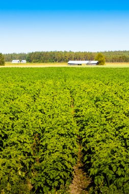 Sonsuz patates satırları