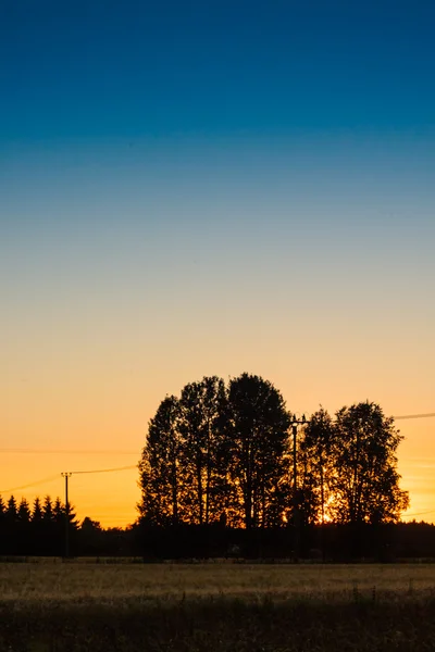 Silhouette degli alberi — Foto Stock