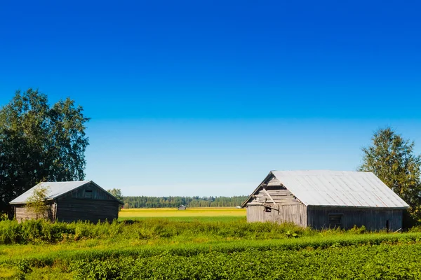 Fienili vicino ai campi di patate — Foto Stock