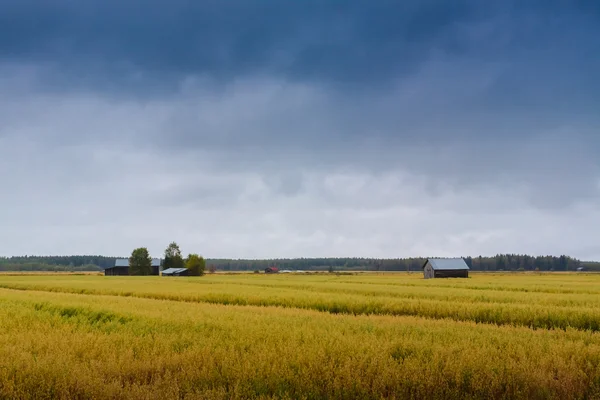 Regen op de velden — Stockfoto