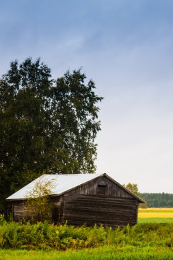 Birch Tree altında eski Barn