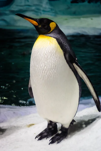 Emperor Penguin Standing Tall — Stock Photo, Image