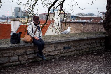 Estonya 'nın Tallinn kentindeki taş bir duvarın üzerinde büyük bir martıyla birlikte bir turist oturuyor. Orada ne yaptıklarını merak ediyor gibiler..