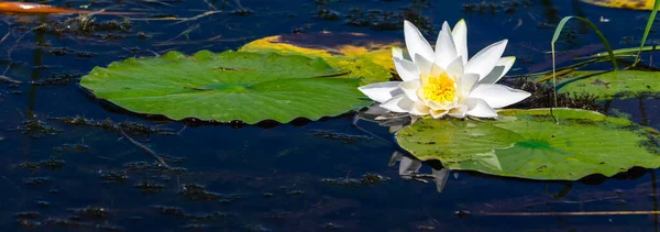 Panorama close-up of a white water lily flower  and green lily pads on still blue water