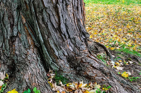 Detailní Záběr Velký Javorový Kmen Kořenů Obklopený Žlutými Listy Podzim — Stock fotografie