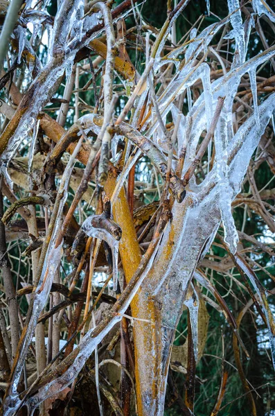 Branches Congelées Gros Plan Sur Mûrier Hiver Avec Pin Arrière — Photo