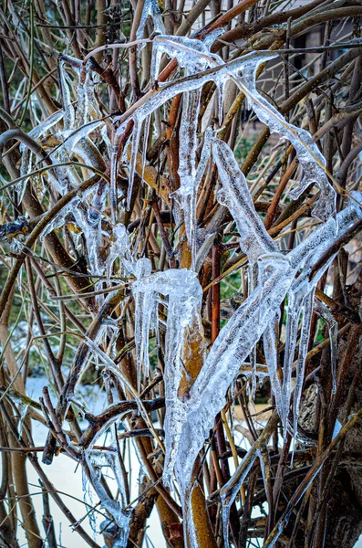 Branches Congelées Gros Plan Sur Mûrier Hiver — Photo