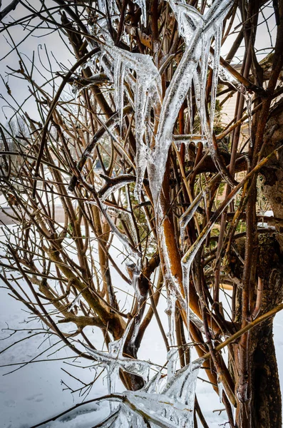 Mulberry tree with partially frozen branches in a residential area