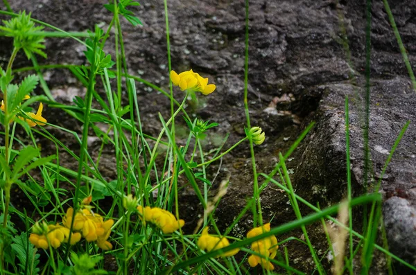 Желтые Полевые Цветы Растут Рядом Большим Валуном — стоковое фото
