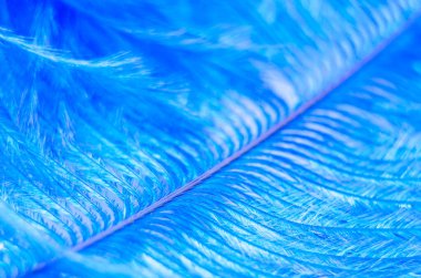 Mavi boyalı tek bir devekuşu tüyünün yakın çekim bölümü arka planda izole edilmiş bir şekilde sağına doğru açılıdır.,