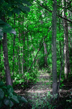 Parlak bir yaz gününde, yemyeşil yapraklı uzun ağaçların arasındaki patika..