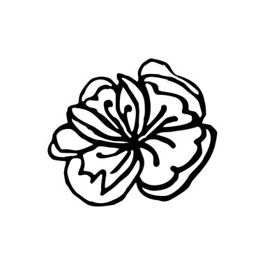 Çiçek yaprakları, beyaz arkaplanda izole edilmiş.