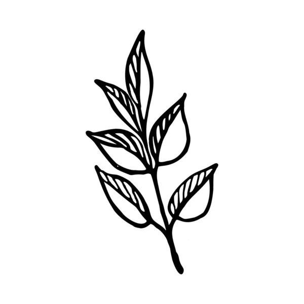 Virágos doodle levelek, izolátum fehér alapon — Stock Vector