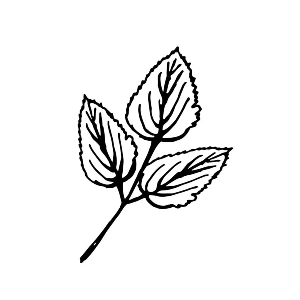 Listy květinové čmáranice, izolovat na bílém pozadí — Stockový vektor