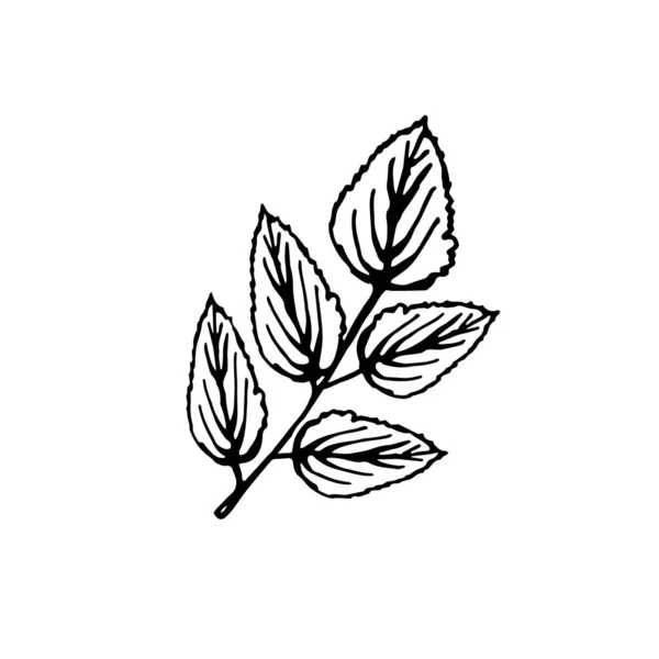 Blommiga klotter blad, isolera pÃ ¥vit bakgrund — Stock vektor