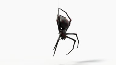 Asılı siyah örümcek. kırmızı deri detaylarıyla. Korku, cadılar bayramı, eklembacaklı ve böcek temaları için uygun. Beyaz arkaplan ile 3d illüstrasyon.