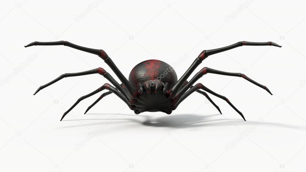 Atacking black spider. suitable for horror, halloween, arachnid and insect themes. 3D illustration, front view