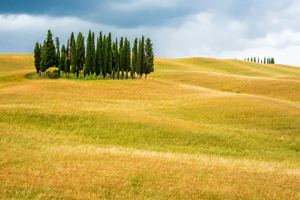 Os ciprestes da Toscana — Fotografia de Stock