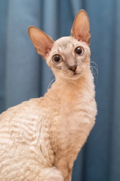 Cornish rex kočky Stock Snímky