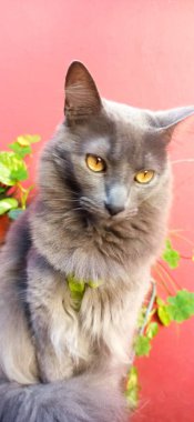 Küçük gri kedi, fotoğraf için poz veriyor, utangaç, neşeli ve uykulu pozlar veriyor.