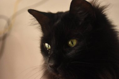 Güzel yeşil gözleri ve narin bakışları olan siyah tüylü bir kedi.