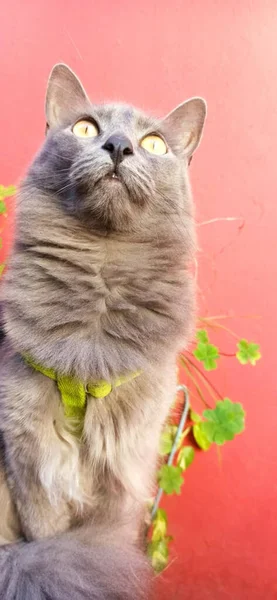 Pequeno Gato Cinza Posando Para Fotos Pose Tímida Brincalhona Sonolenta — Fotografia de Stock