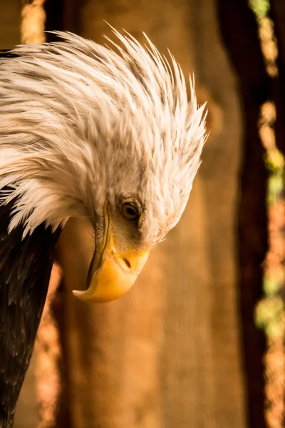 Bir Patriot's Prayer