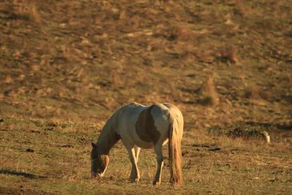 Sabah ışık alanları