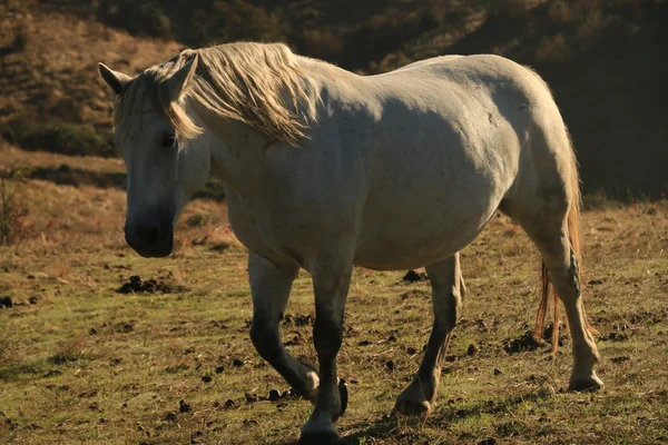 The Northeast Pasture — Stock Photo, Image