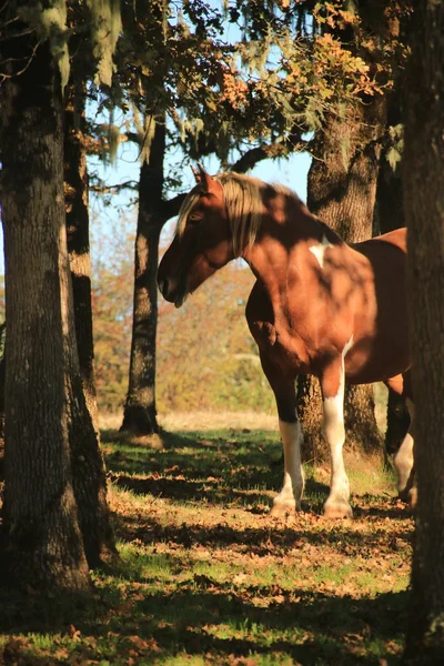 Im Schatten stehen — Stockfoto