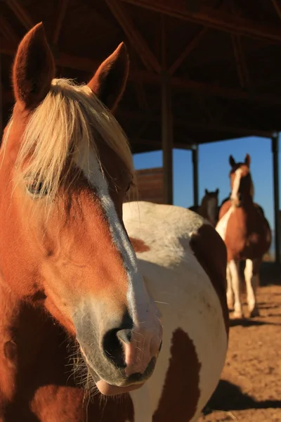 Pasoucí se kamarádi — Stock fotografie