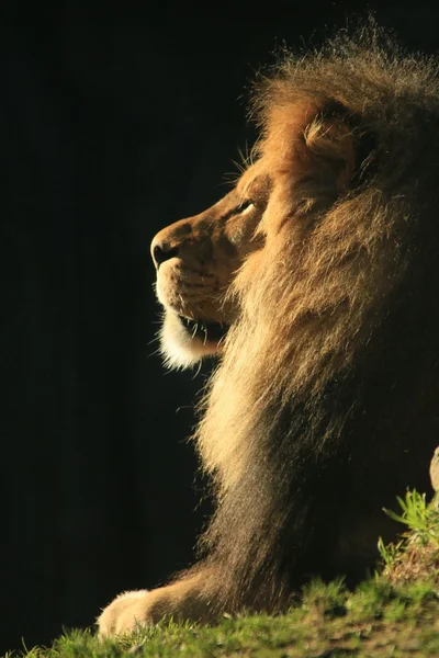 Duymak gelir güneş