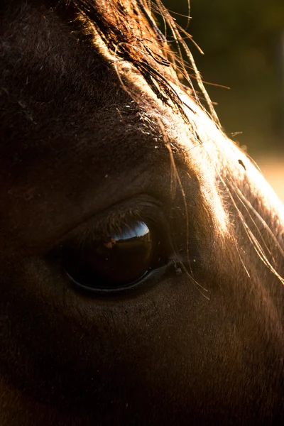 Rétroéclairage du matin Cheval — Photo