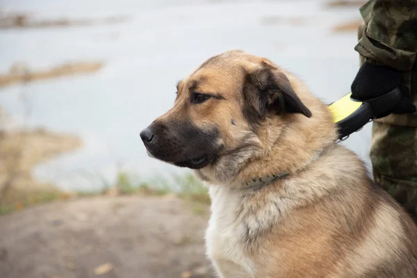 Hizmet köpeği, mestizo alabay görev başında.