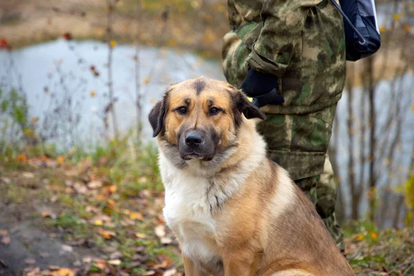 Hizmet Köpeği Mestizo Alabay Görev Başında — Stok fotoğraf