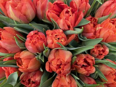 Bir buket taze kırmızı lale. 