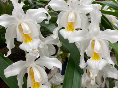 Coelogyne cristata, çiçek açan beyaz orkideler