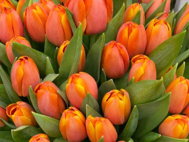Bir buket taze turuncu lale. 