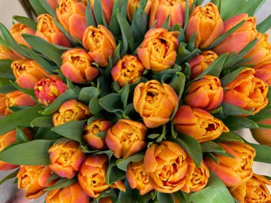 Bir buket taze turuncu lale. 