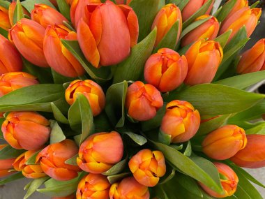 Bir buket taze turuncu lale. 