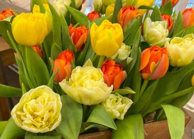 Taze sarı-kırmızı laleler.