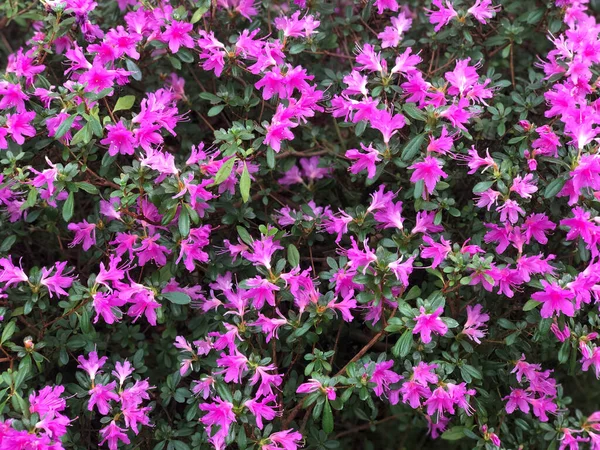 Bahçede çiçek açan menekşe rengi rhododendron 
