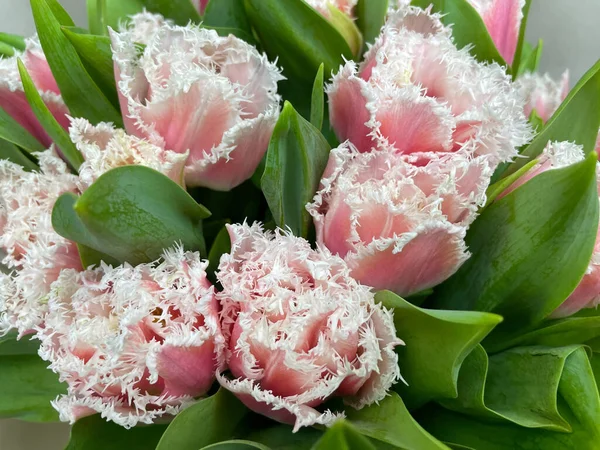 Bir buket pembe taze lale. 