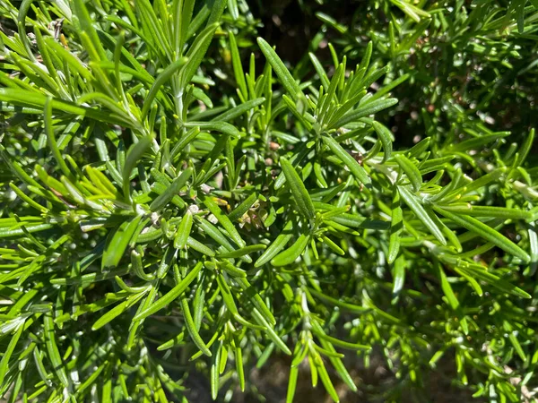 緑の新鮮なローズマリーの茂み — ストック写真