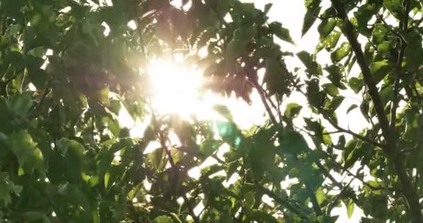 Feuilles sur l'arbre 4k — Video