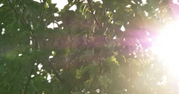 나무 4 k에 — 비디오