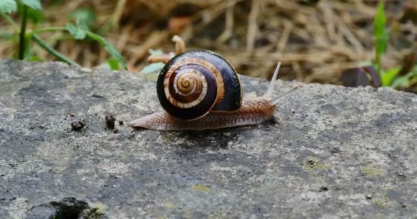 Snail slides across 4k — Stock Video